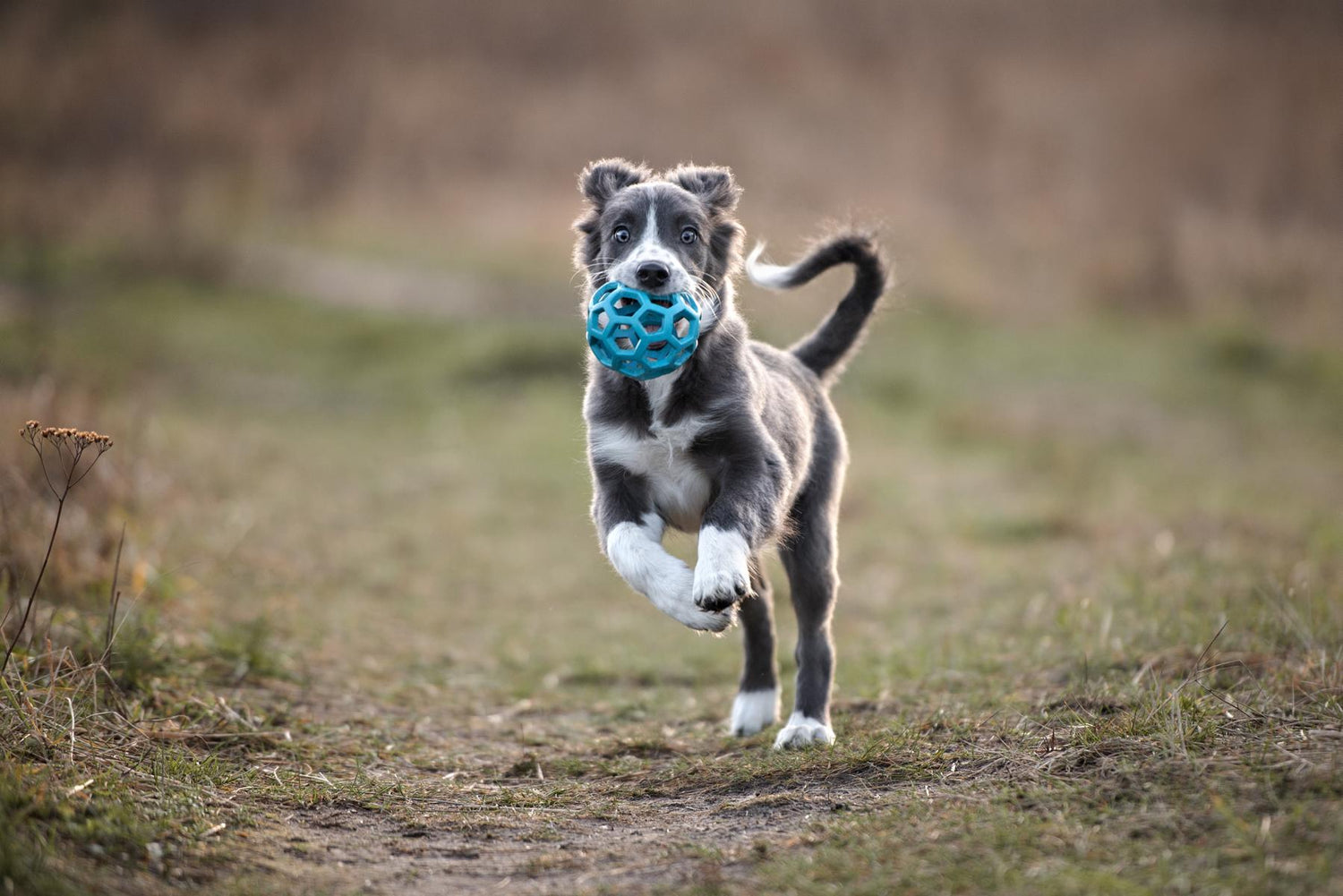 AniAma Nährstoffpulver für Hunde