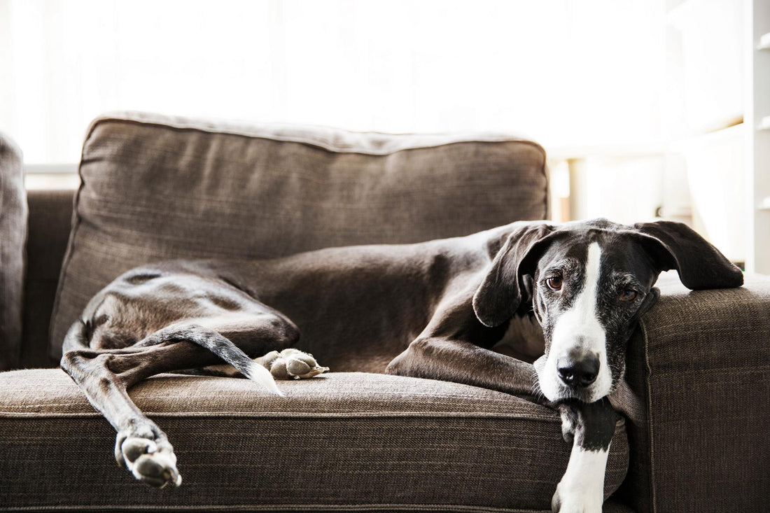 Hund Gelassenheit White Label